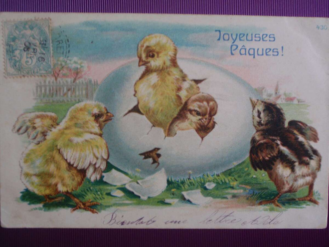 Tiput kuoriutuvat munasta WANHA 1905