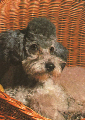 PUDEL " VILLAKOIRA "  POSTIKORTTI