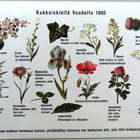 kortti ** Romantiikkaa - erilaisia tekstikortteja - pikkukuva 1