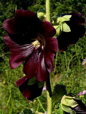 Tarhasalkoruusu 'Nigra' , siemeniä 50 kpl