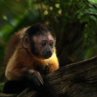 Amazonia - dvd - pikkukuva 4