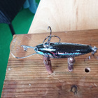 Salmo  Floating Hornet 4 Black Silver Shad - pikkukuva 4