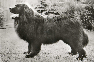 NEWFOUNDLANDINKOIRA POSTIKORTTI