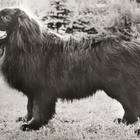NEWFOUNDLANDINKOIRA POSTIKORTTI - pikkukuva 1