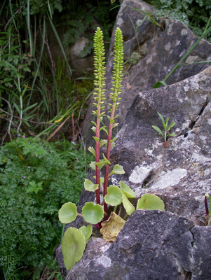 Muurinapalehti (Umbilicus horizontalis), siemeniä 50 kpl
