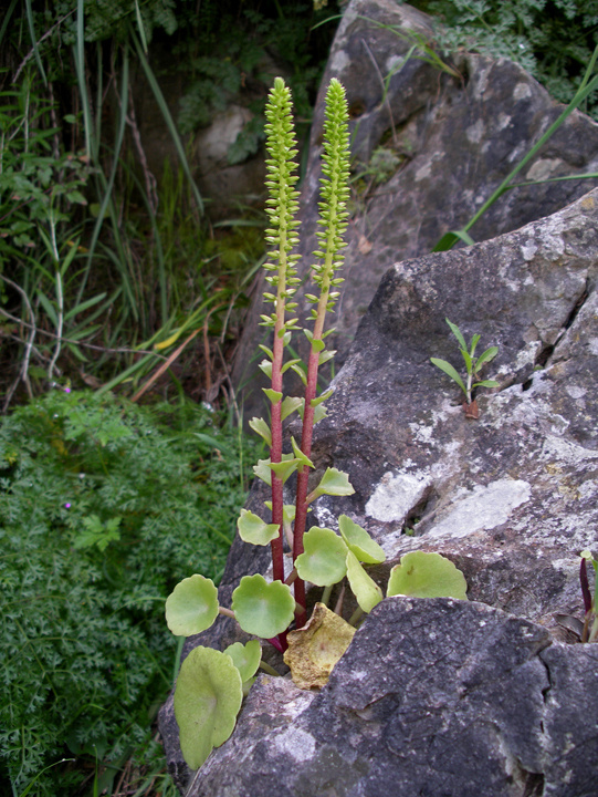 Muurinapalehti (Umbilicus horizontalis), siemeniä 50 kpl