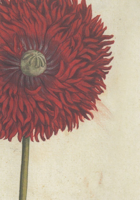 Oopiumiunikko - Papaver somniferum