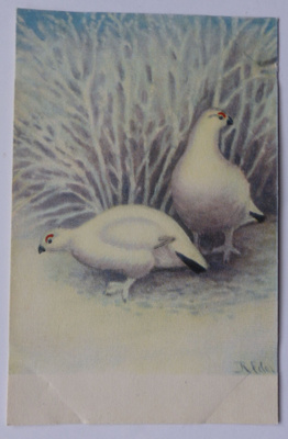 Lintuaihe, R. Frilander riekkopari