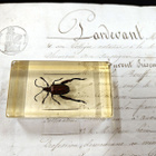 Natura Obscura – Entomologinen näyte no. 312 - pikkukuva 1