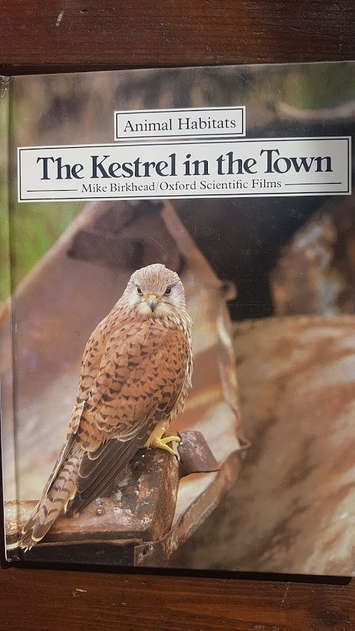 animal habitats - the kestrel in the town mike birkhead