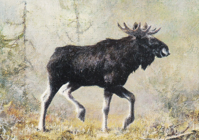 Sussi Anna Åberg: Hirvi