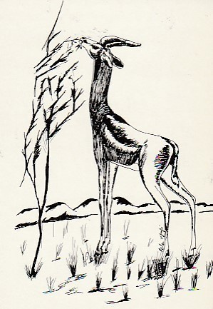 Postikortti, Eläinaihe, eläimet ,kirahvi