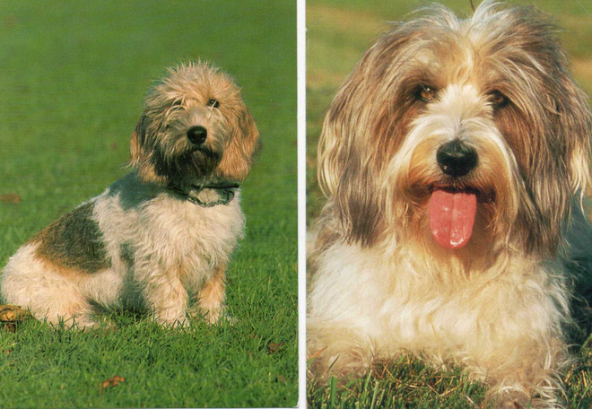 2 BASSET GRIFTON VENDEEN  - AJOKOIRA