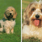 2 BASSET GRIFTON VENDEEN  - AJOKOIRA - pikkukuva 1