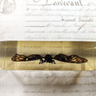 Natura Obscura – Entomologinen näyte no. 402 - pikkukuva 2