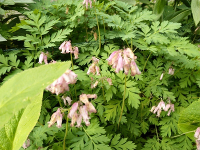 Kesäpikkusydän Dicentra formosa