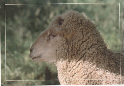 Postikortti, LAMMAS