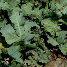 Merikaali (Crambe maritima), siemeniä 10 kpl - pikkukuva 3