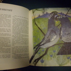 Yrjö Kokko: Pessi ja Illusia (1963 lastenpainos) Sis.pk:t - pikkukuva 3