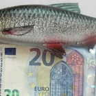 VANHA Viehe Usitin  ISO n. 25 cm Kumia - pikkukuva 1