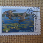 CCCP 1990: sorsia - pikkukuva 3