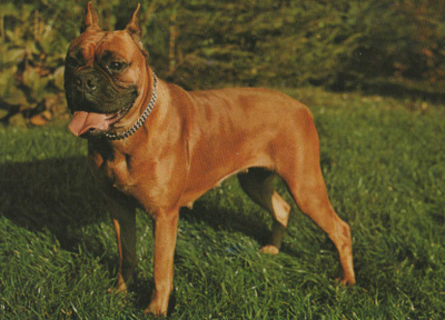 BOKSERI POSTIKORTTI