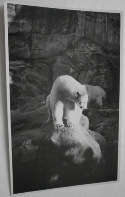 Helsinki, Korkeasaari, jääkarhut, mv valokuva / kortti