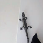 Romu Metalli -TaideTeos,-"Gekko" (S:Satru Saraste) - pikkukuva 1