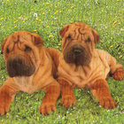 SHAR PEI POSTIKORTTI - pikkukuva 1