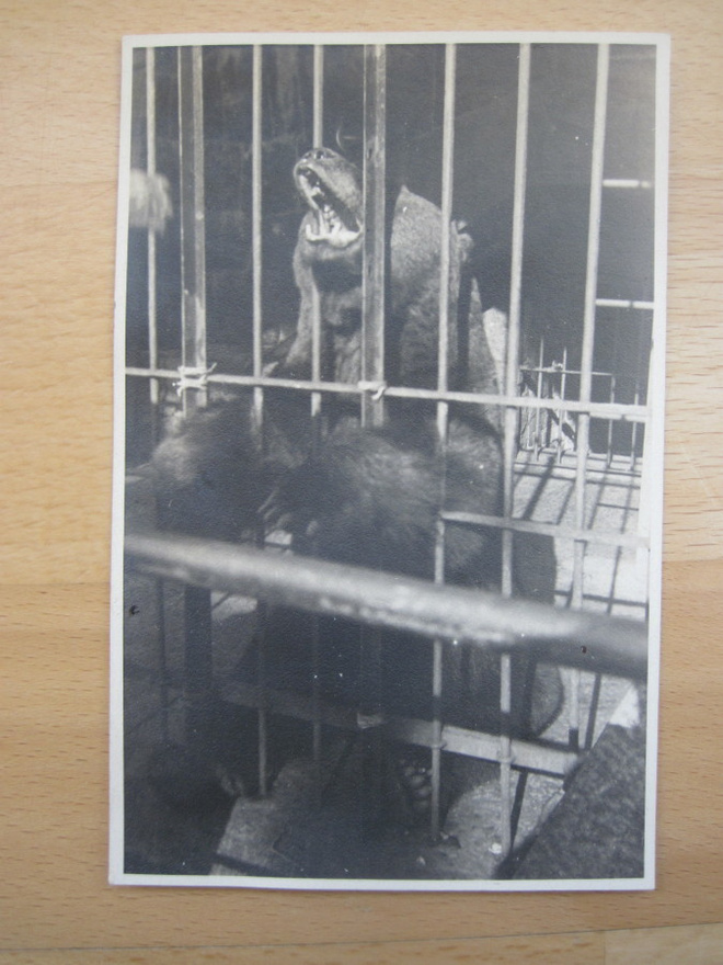 VANHA Postikortti Helsinki Korkeasaari 1920-luku