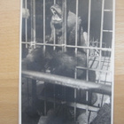 VANHA Postikortti Helsinki Korkeasaari 1920-luku - pikkukuva 1