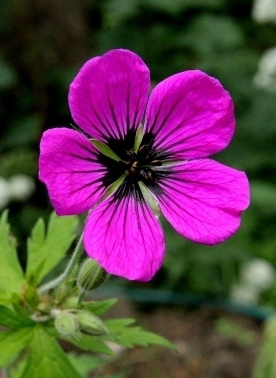 Armeniankurjenpolvi (Geranium psilostemon), siemeniä 40 kpl