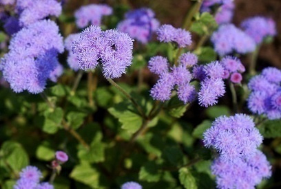 Sinitähtönen (Ageratum houstonianum), siemeniä 100 kpl