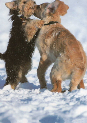 WELSHTERRIER (WALESINTERRIERI) JA HOVAWART  POSTIKORTTI
