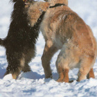 WELSHTERRIER (WALESINTERRIERI) JA HOVAWART  POSTIKORTTI - pikkukuva 1
