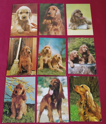 9 COCKERSPANIEL POSTIKORTTIA
