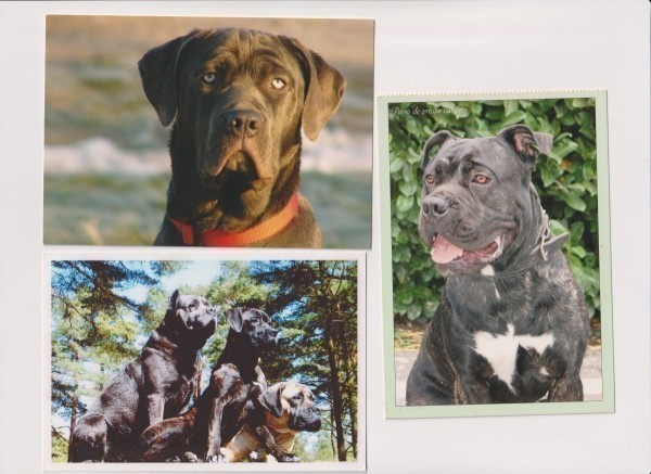 3 BANDOG KOIRAPOSTIKORTTIA