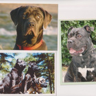 3 BANDOG KOIRAPOSTIKORTTIA - pikkukuva 1