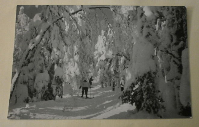 Sotkamo, Vuokatti, hiihtäjiä metsässä, valokuvapk, p. 1962