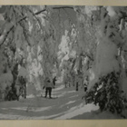 Sotkamo, Vuokatti, hiihtäjiä metsässä, valokuvapk, p. 1962 - pikkukuva 1