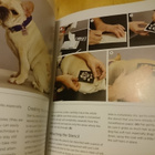 DIY Dog Grooming - From Puppy Cuts to Best in Show - Uusi - pikkukuva 4