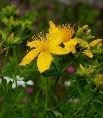 Mäkikuisma (Hypericum perforatum), siemeniä 200 kpl