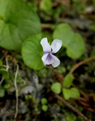 Suo-orvokki (Viola Viola palustris), siemeniä 30 kpl