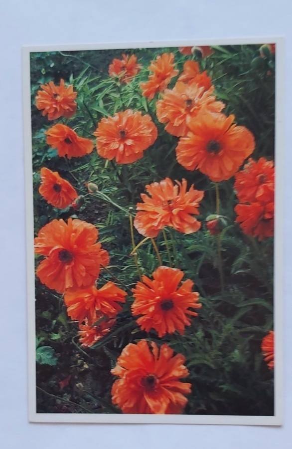 Oranssinpunaisia kukkia-KULKEMATON POSTIKORTTI