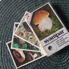 Svampar, sieniä kortit - pikkukuva 2