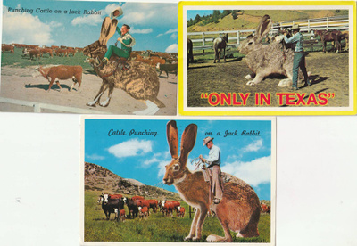 3 korttia Jack Rabbit-aihe ( Texasin jänis)