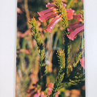Dorothy Hargreaves ym. : African blossoms : Tropical Afri... - pikkukuva 2