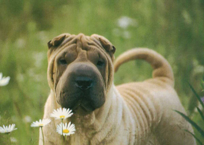 SHAR PEI POSTIKORTTI - PAINETTU SUOMESSA