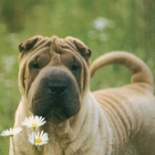 SHAR PEI POSTIKORTTI - PAINETTU SUOMESSA - pikkukuva 1