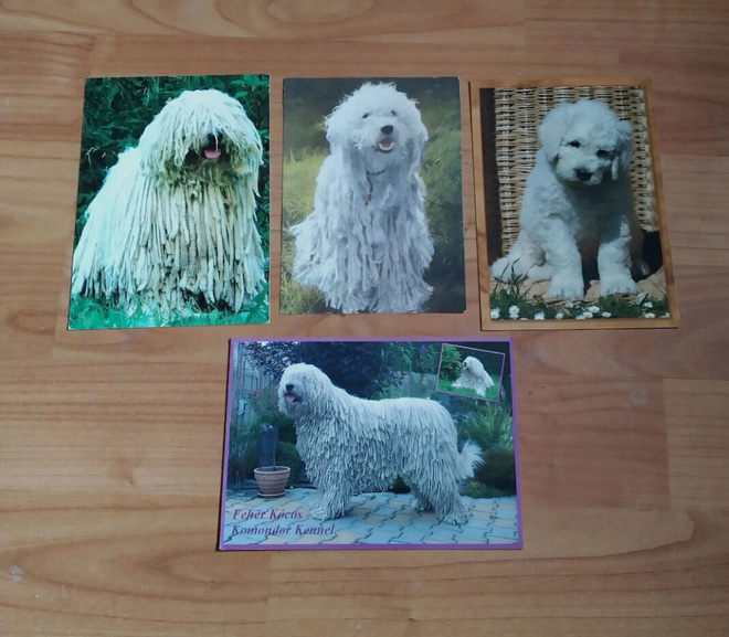 4 KOMONDOR POSTIKORTTIA